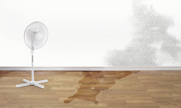Best Carpet water damage restoration  in Stanton, NE